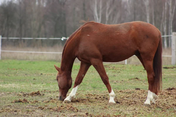 A large brown horse in a pen eating grass against the backdrop of an autumn forest
