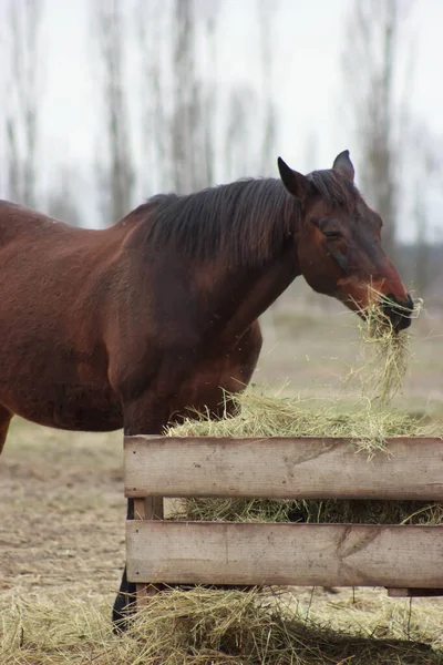 One brown horse stands in the field behind the fence