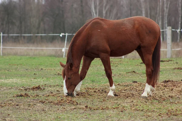 A large brown horse in a pen eating grass against the backdrop of an autumn forest