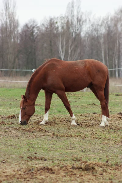 A large brown horse in a pen eating grass against the backdrop of an autumn forest