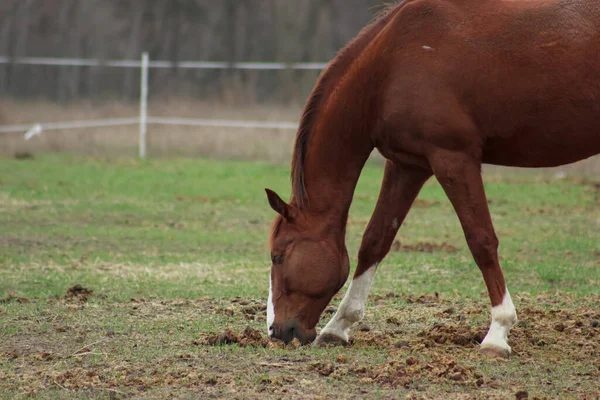A large brown horse in a pen eating grass against the backdrop of an autumn forest