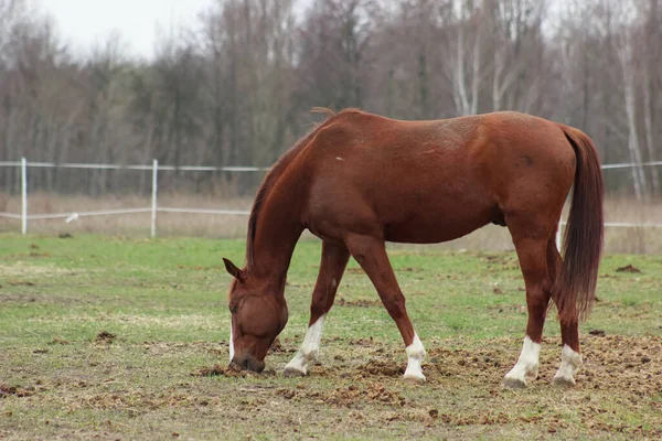 A large brown horse in a pen eating grass against the backdrop of an autumn forest