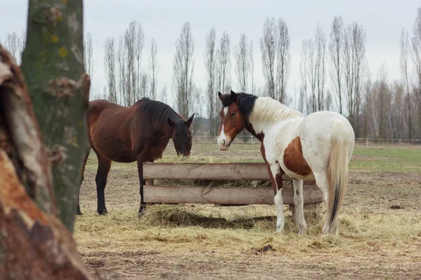 A herd of horses eats grass from a feeder in a pen