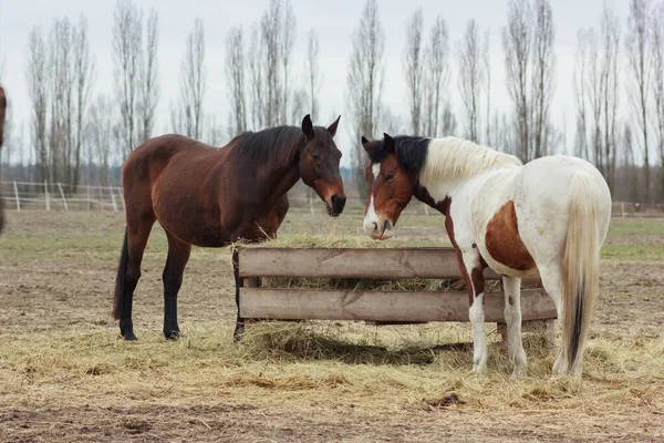 A herd of horses eats grass from a feeder in a pen
