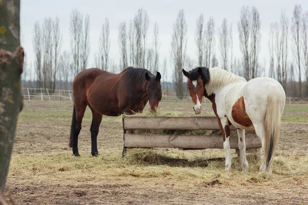 A herd of horses eats grass from a feeder in a pen