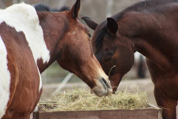 A herd of horses eats grass from a feeder in a pen