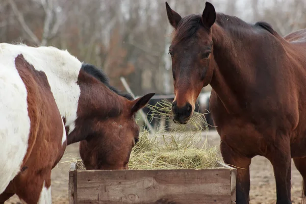 A herd of horses eats grass from a feeder in a pen