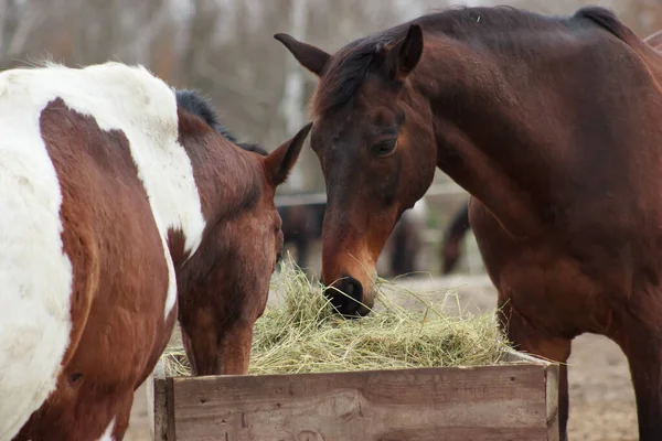 A herd of horses eats grass from a feeder in a pen