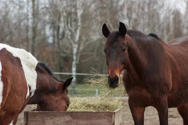 A herd of horses eats grass from a feeder in a pen