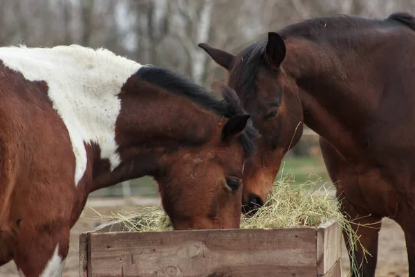 A herd of horses eats grass from a feeder in a pen