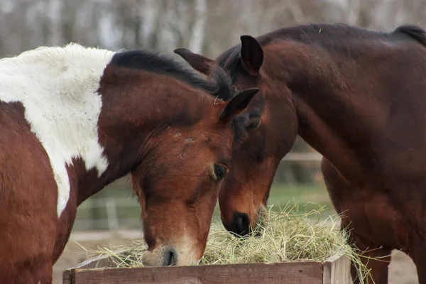A herd of horses eats grass from a feeder in a pen