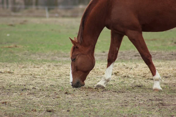 A large brown horse in a pen eating grass against the backdrop of an autumn forest