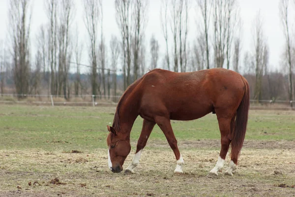 A large brown horse in a pen eating grass against the backdrop of an autumn forest