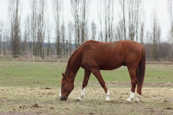 A large brown horse in a pen eating grass against the backdrop of an autumn forest