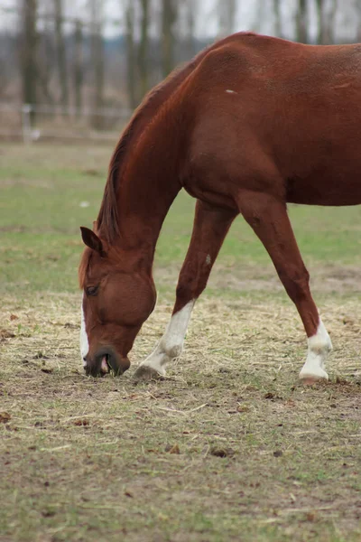 A large brown horse in a pen eating grass against the backdrop of an autumn forest
