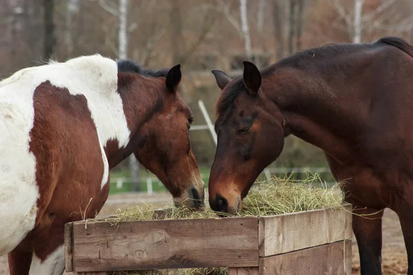 A herd of horses eats grass from a feeder in a pen