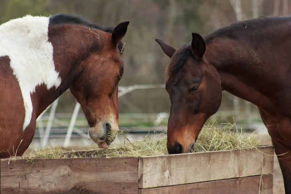 A herd of horses eats grass from a feeder in a pen