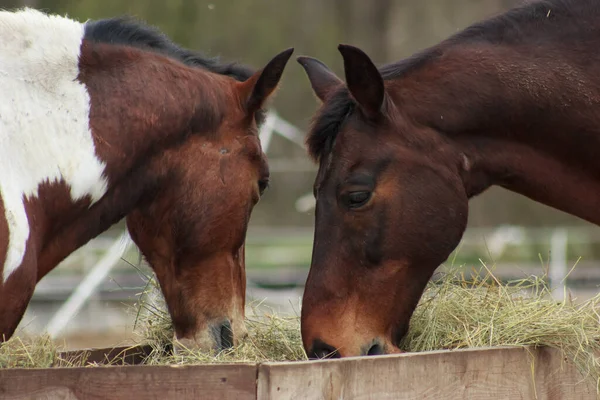 A herd of horses eats grass from a feeder in a pen