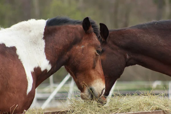 A herd of horses eats grass from a feeder in a pen