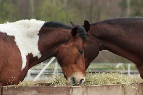 A herd of horses eats grass from a feeder in a pen