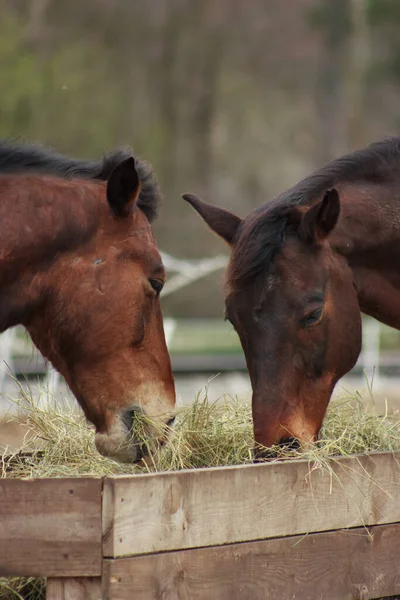 A herd of horses eats grass from a feeder in a pen
