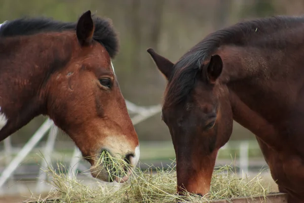 A herd of horses eats grass from a feeder in a pen