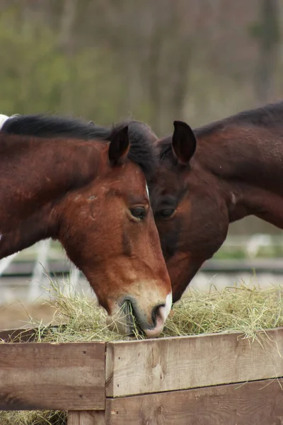 A herd of horses eats grass from a feeder in a pen