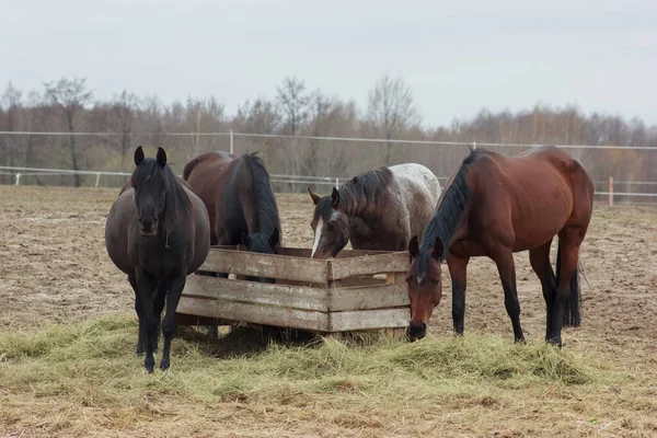 A herd of horses eats grass from a feeder in a pen