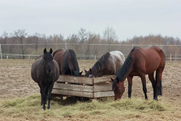 A herd of horses eats grass from a feeder in a pen