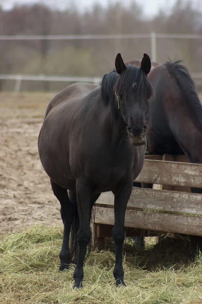 A herd of horses eats grass from a feeder in a pen