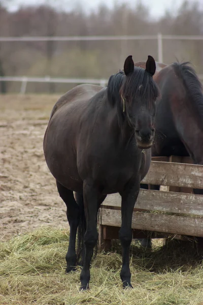 A herd of horses eats grass from a feeder in a pen