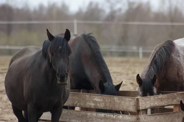 A herd of horses eats grass from a feeder in a pen