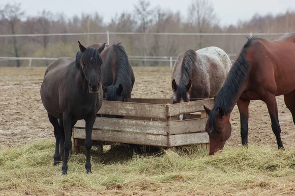 A herd of horses eats grass from a feeder in a pen