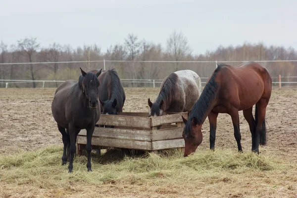 A herd of horses eats grass from a feeder in a pen