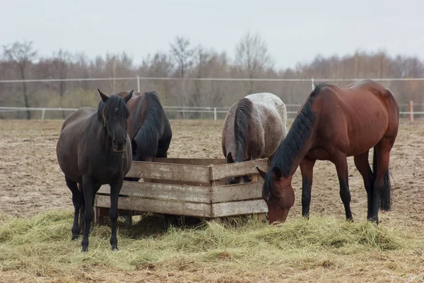 A herd of horses eats grass from a feeder in a pen