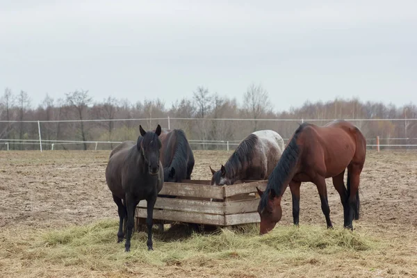 A herd of horses eats grass from a feeder in a pen
