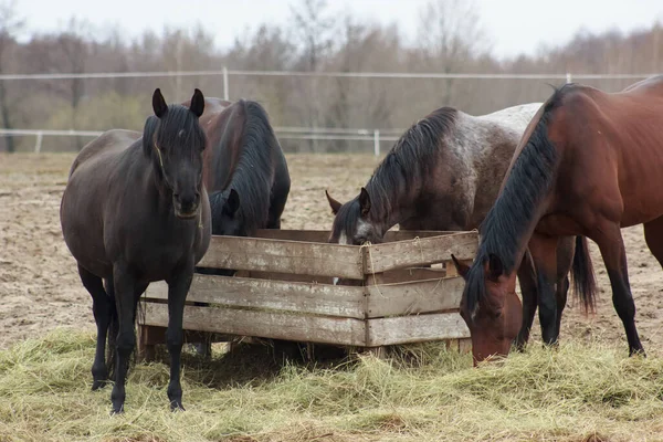A herd of horses eats grass from a feeder in a pen