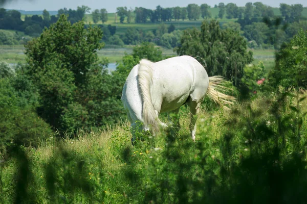 A wild white horse grazes on a green field of grass on a sunny day