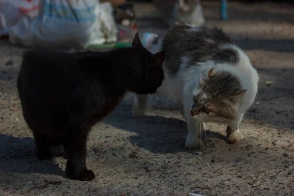 Cats and kittens in a garbage dump looking for food on a summer day