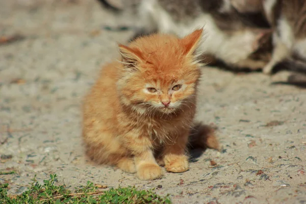 orange fluffy cute kitten licks and eats from the ground
