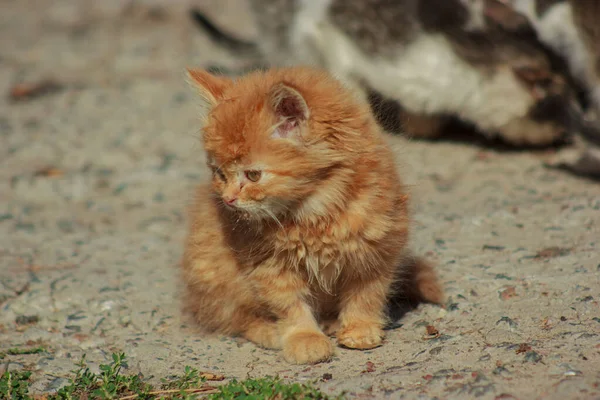 orange fluffy cute kitten licks and eats from the ground