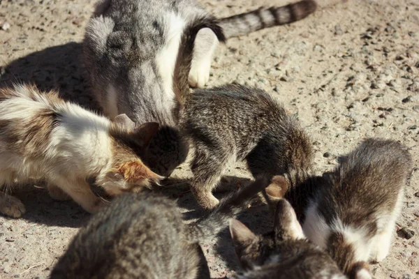 Cats and kittens in a garbage dump looking for food on a summer day