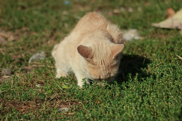 Portrait of a beautiful short-haired cat on the street