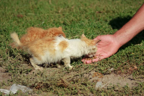 I feed my outdoor cats dry food by hand
