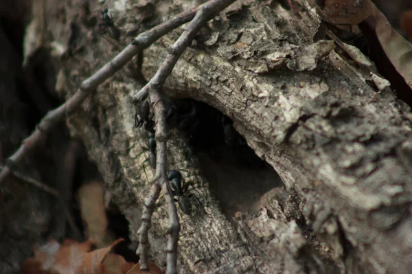 War ants with large jaws run on the ground