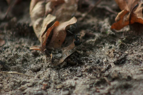 War ants with large jaws run on the ground