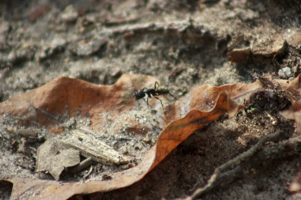 War ants with large jaws run on the ground