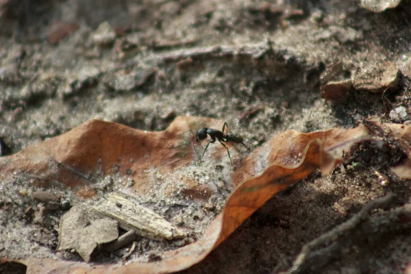 War ants with large jaws run on the ground
