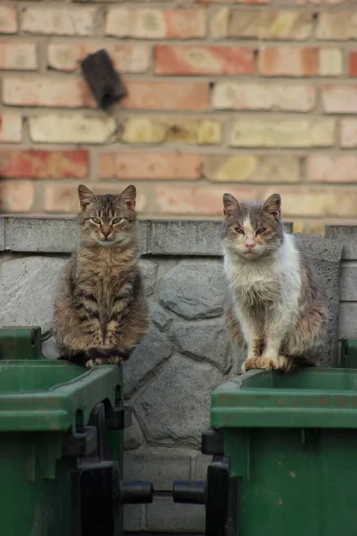 Street cats sit on a garbage can against a brick wall