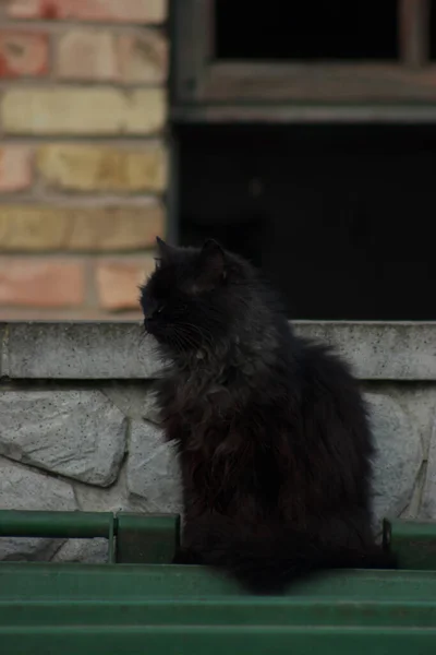 Street cat sit on a garbage can against a brick wall